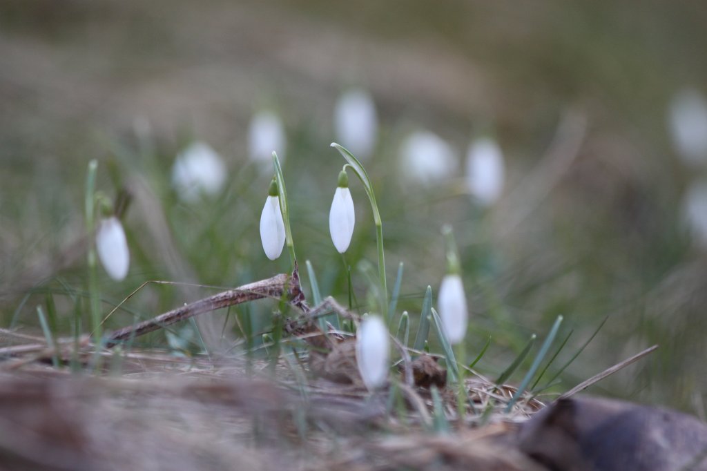 IMG_8934.JPG -  Snowdrops  ( Schneeglöckchen )