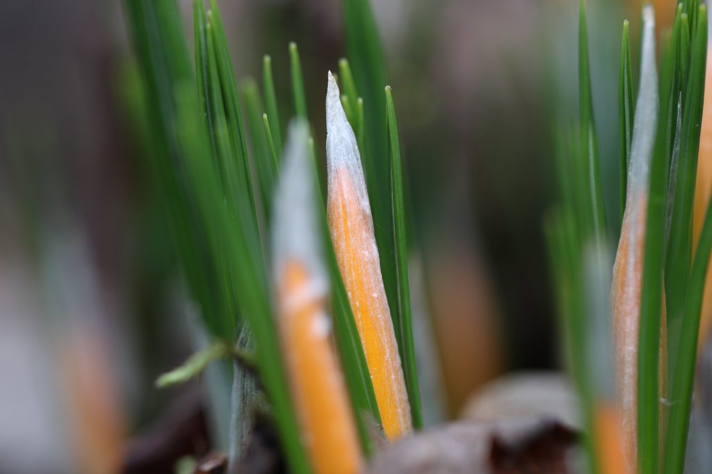 IMG_8948.JPG -  Crocus  ( Krokusse )