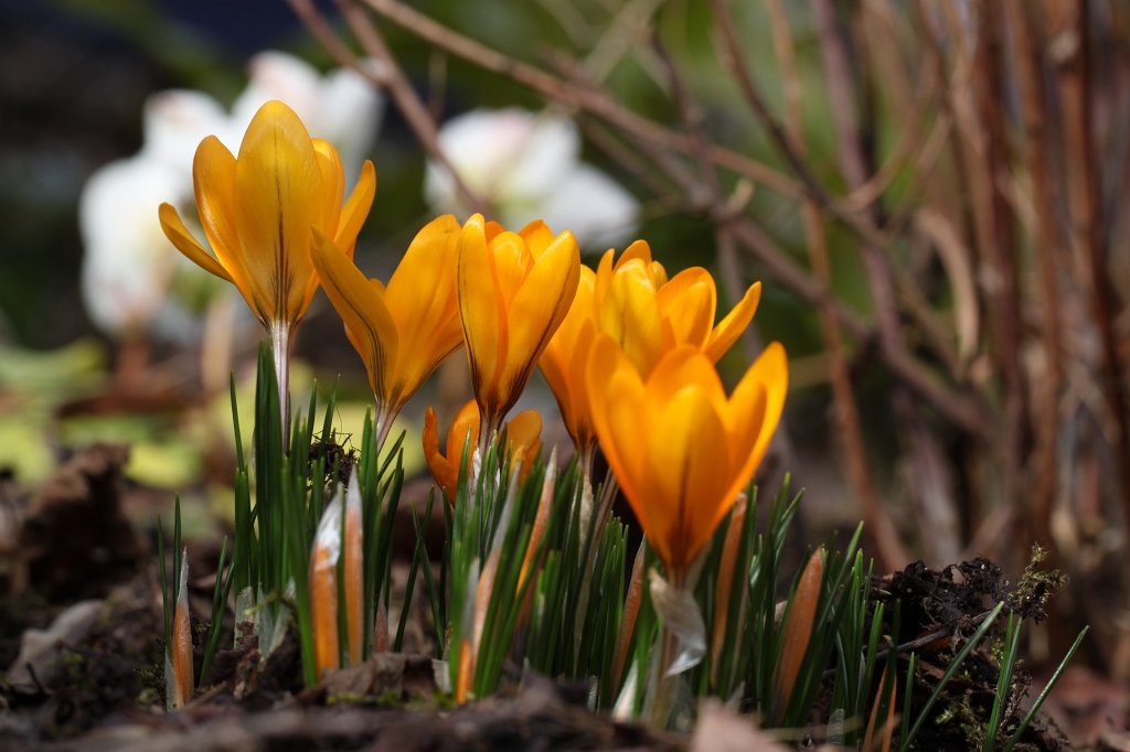 IMG_8958.JPG -  Crocus  ( Krokusse )