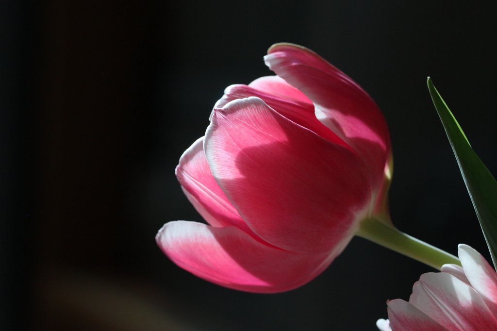 IMG_8979.JPG - Tulip