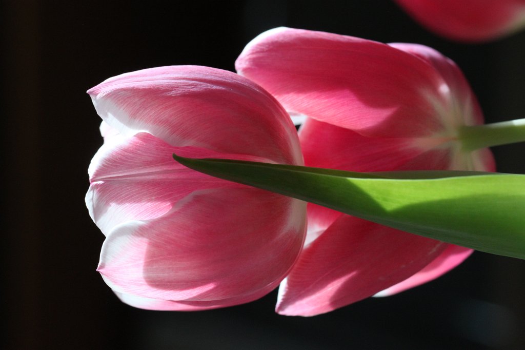 IMG_8995.JPG - Tulip