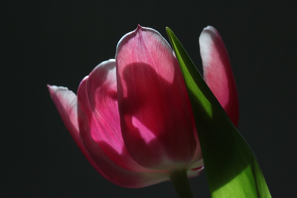 IMG_8998.JPG - Tulip