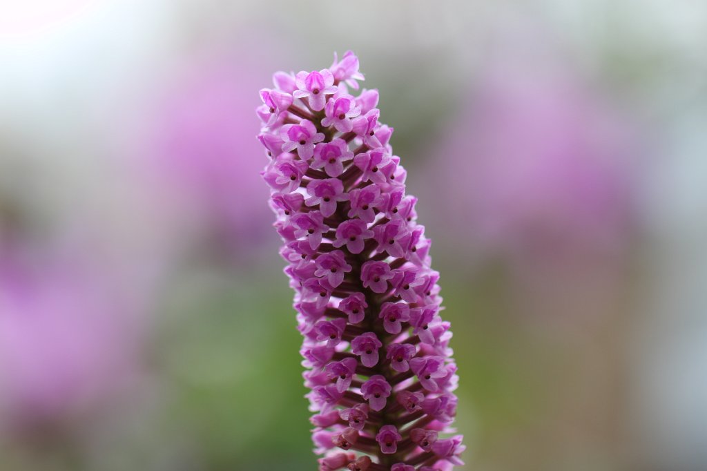 IMG_9035.JPG -  Arpophyllum giganteum 