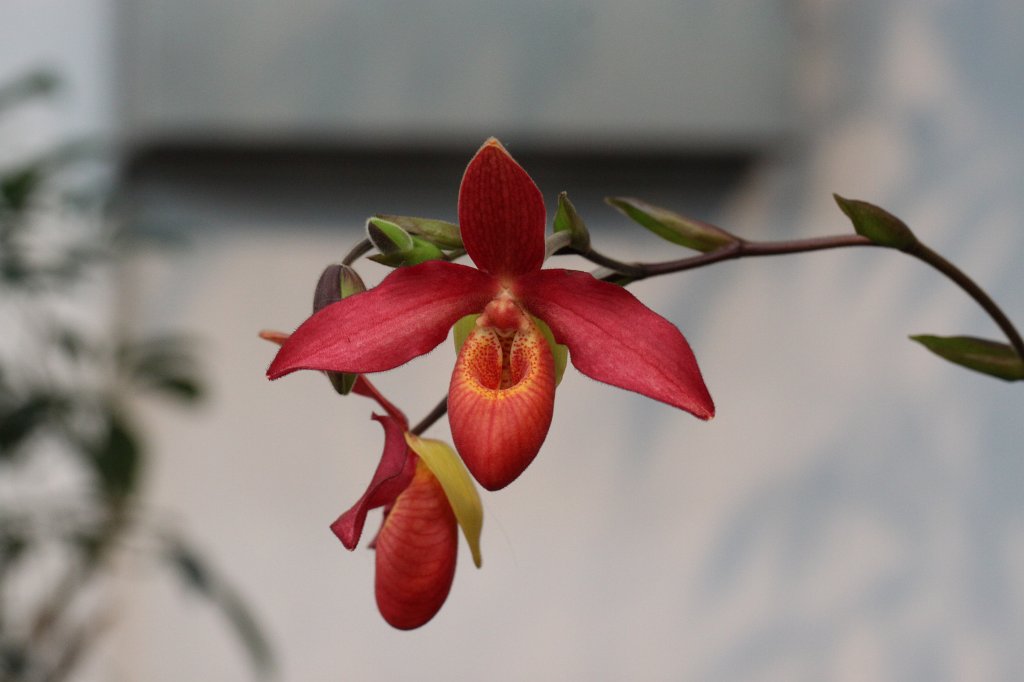 IMG_9059.JPG -  Orchid  ( Orchidee )