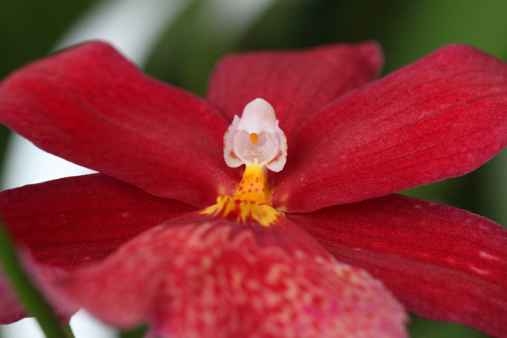 IMG_9095.JPG -  Orchid  ( Orchidee )