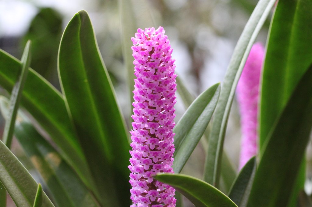 IMG_9101.JPG -  Arpophyllum giganteum 