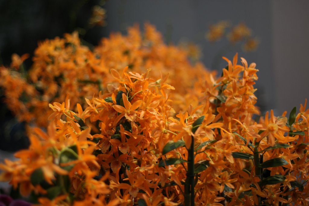 IMG_9123.JPG -  Orchids  ( Orchideen )