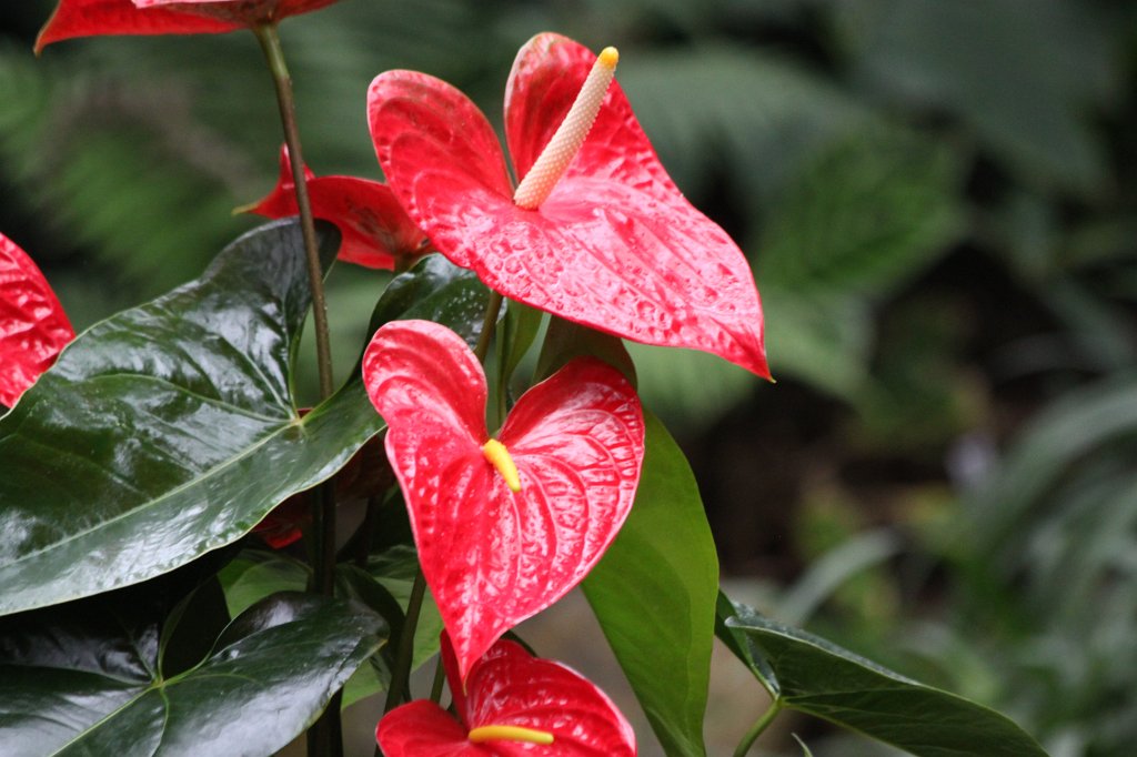 IMG_9132.JPG -  Flamingo flowers  ( Flamingoblumen )