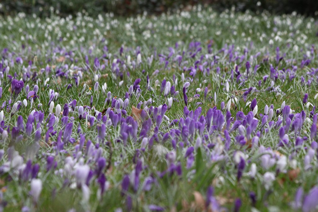 IMG_9145.JPG - Crocus meadow (Krokuswiese)