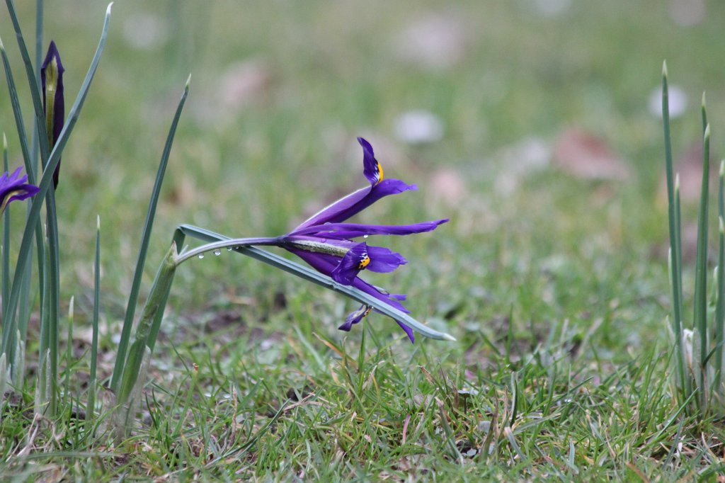 IMG_9151.JPG -  Iris  meadow