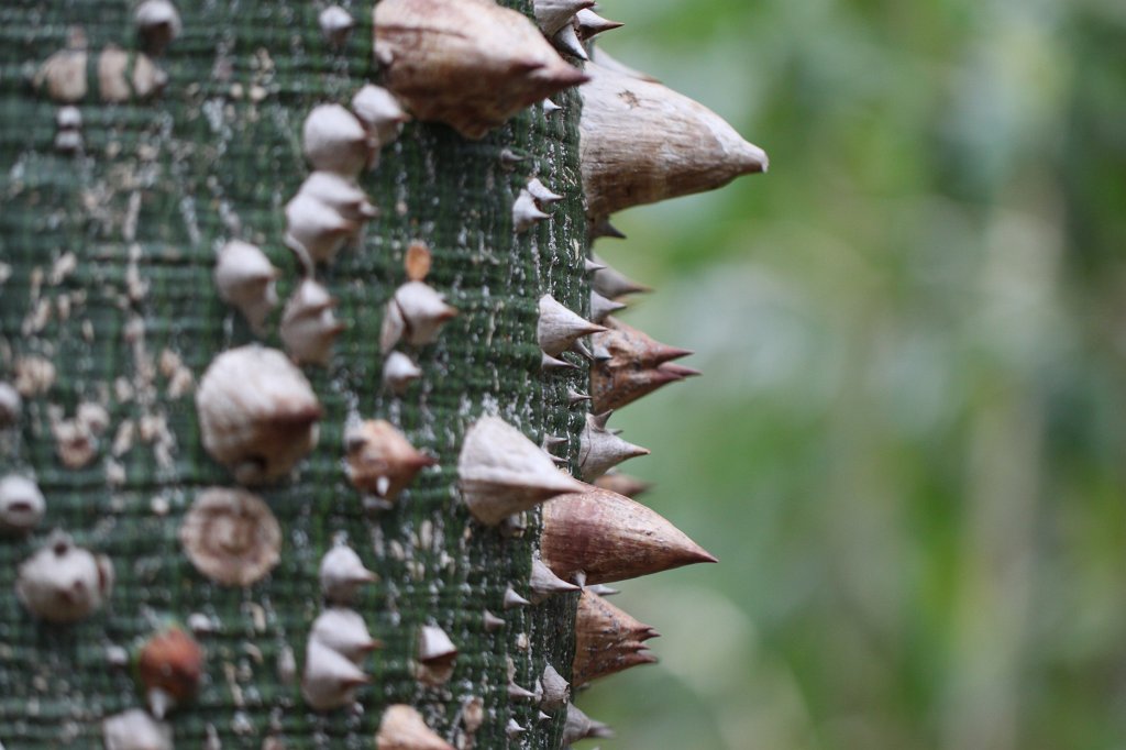 IMG_9156.JPG - Thorns