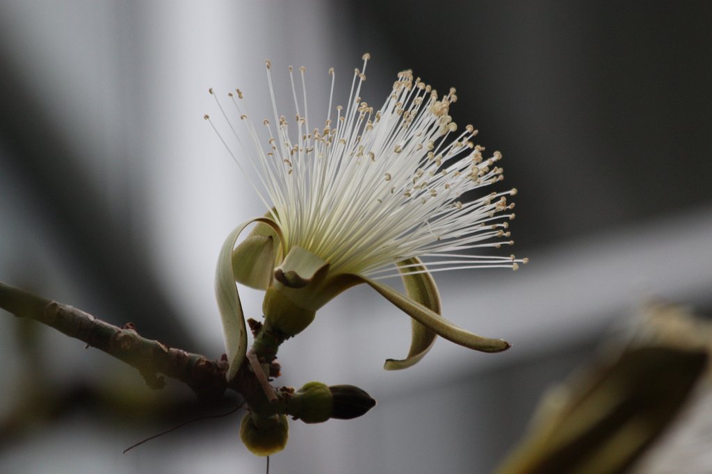 IMG_9158.JPG -  Pseudobombax ellipticum 