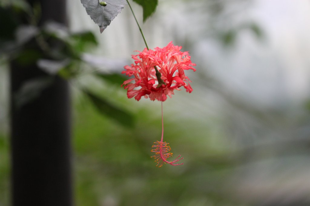 IMG_9176.JPG -  Japanese Lantern - Hibiscus schizopetalus 
