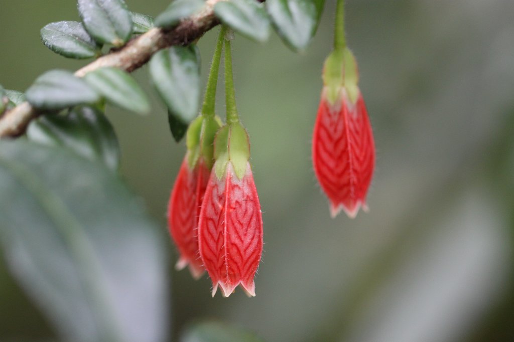 IMG_9187.JPG -  Palmengarten Frankfurt  blossom