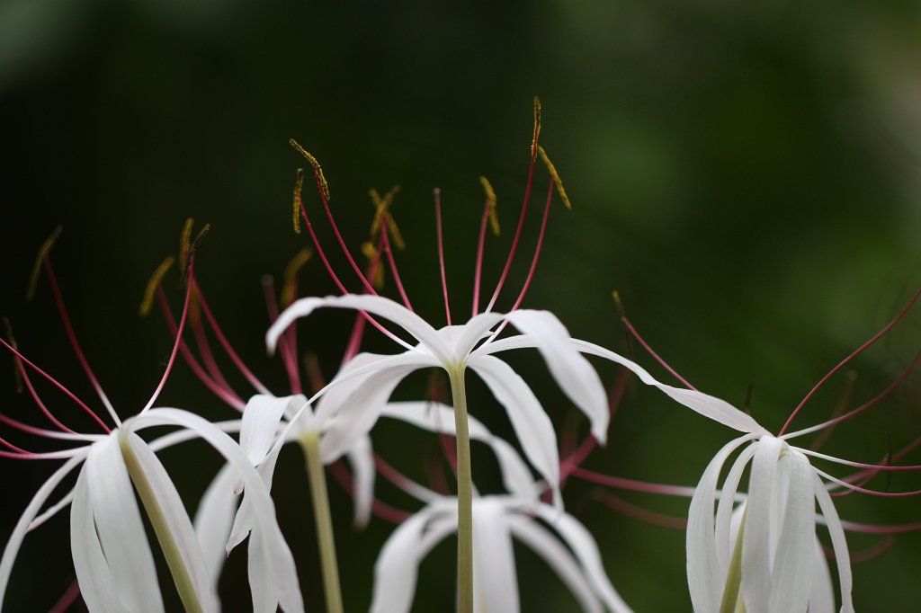 IMG_9196.JPG - Schönhäutchen