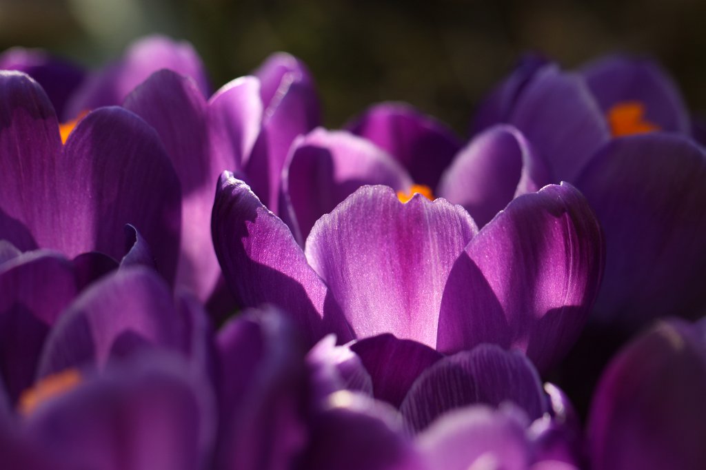 IMG_9319.JPG - Croci