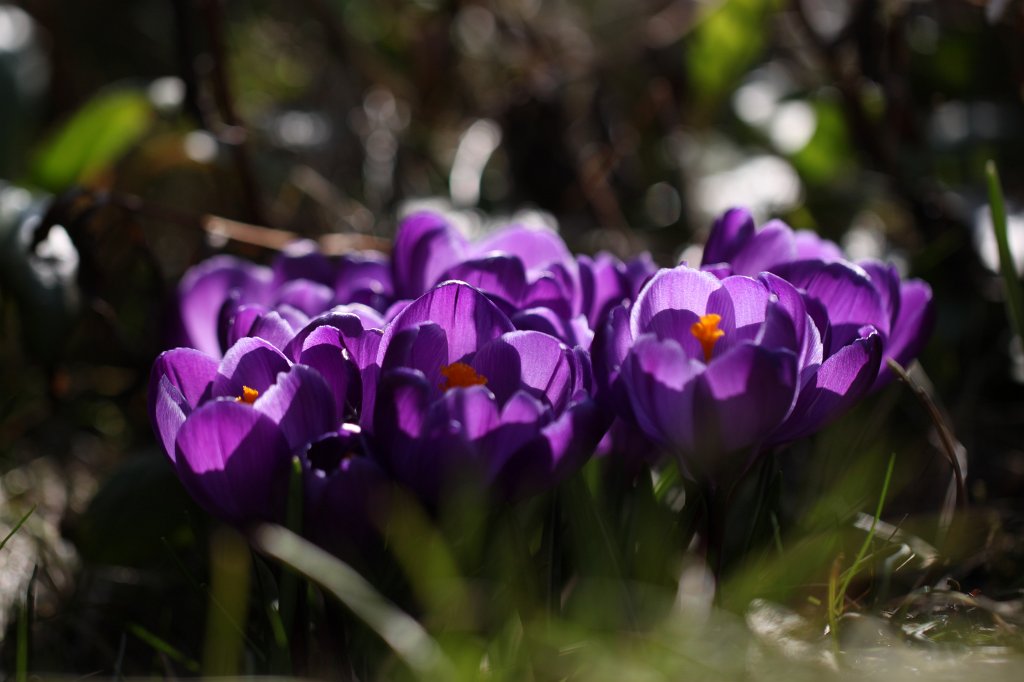 IMG_9333.JPG - Croci