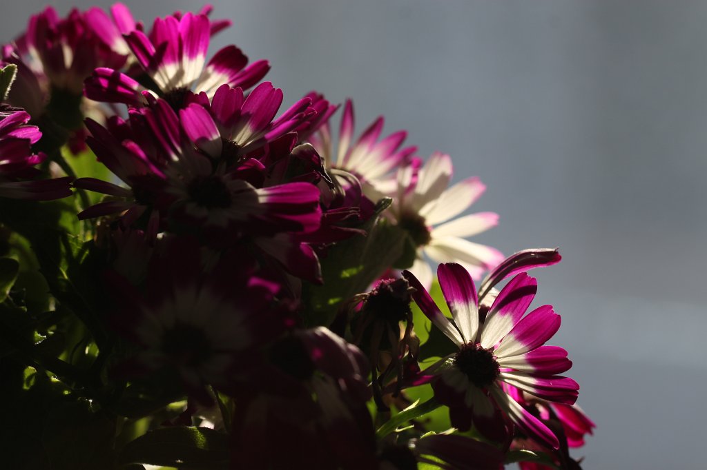 IMG_9368.JPG - Florist's Cineraria
