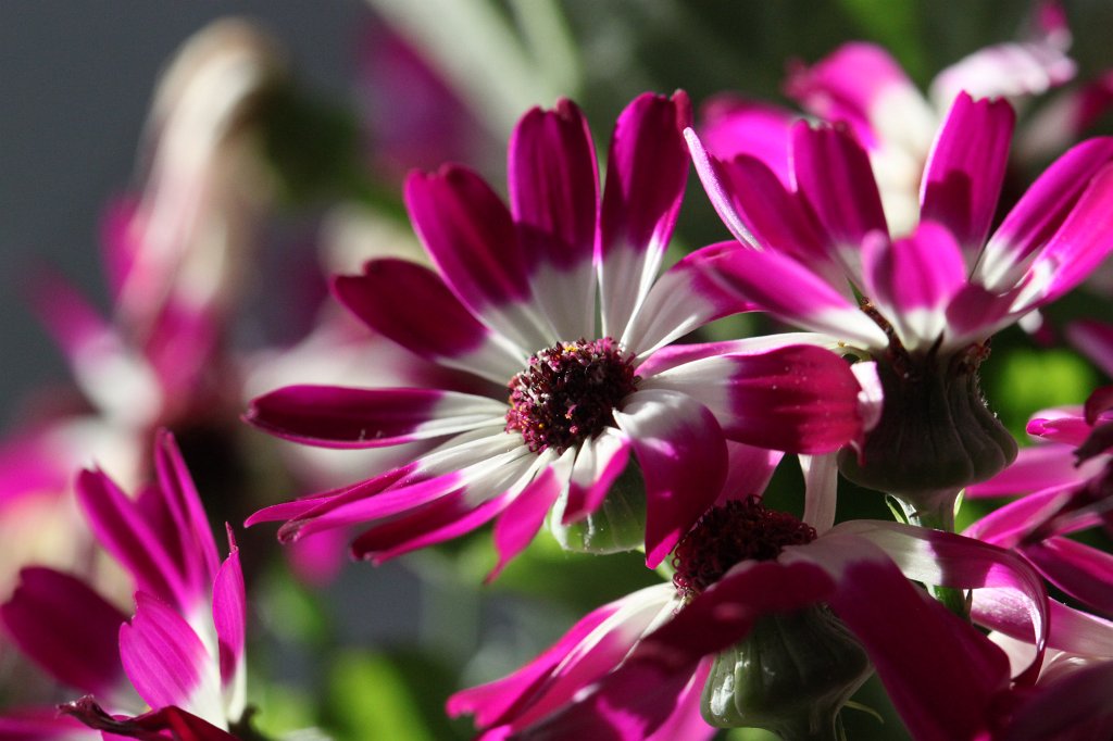 IMG_9397.JPG - Florist's Cineraria