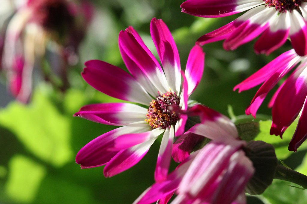 IMG_9399.JPG - Florist's Cineraria
