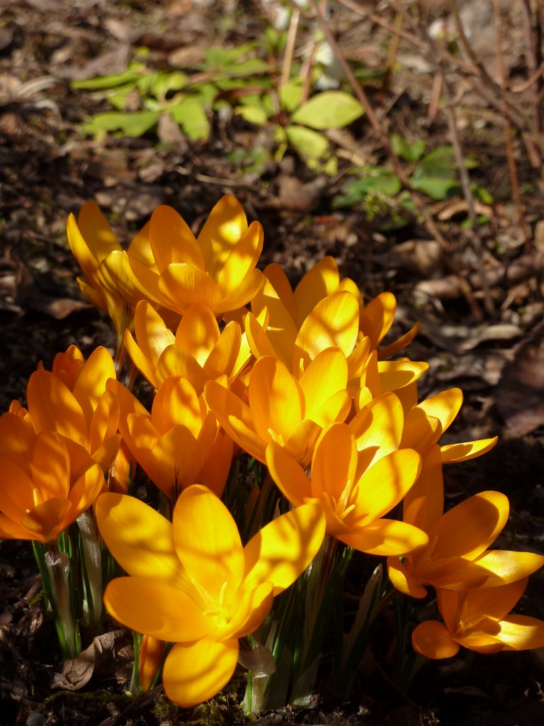 P1130762.JPG - Krokusse