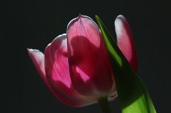Tulip