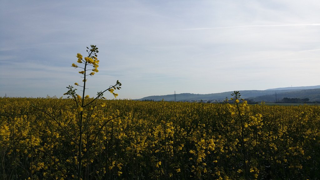 20150429_085838.jpg -  Rapeseed  ( Raps )