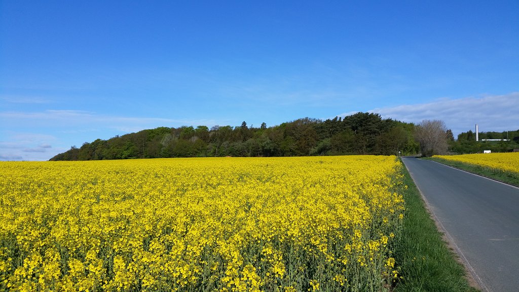 20150430_090614.jpg -  Rapeseed  ( Raps )