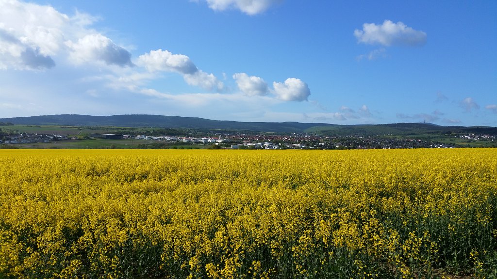 20150506_090030.jpg -  Rapeseed  ( Raps )