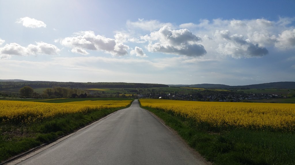 20150506_090044.jpg -  Rapeseed  ( Raps )