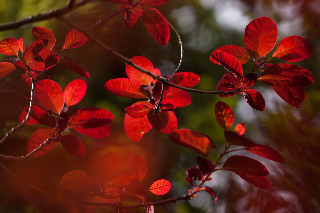 IMG_0001_c.jpg - Red leaves