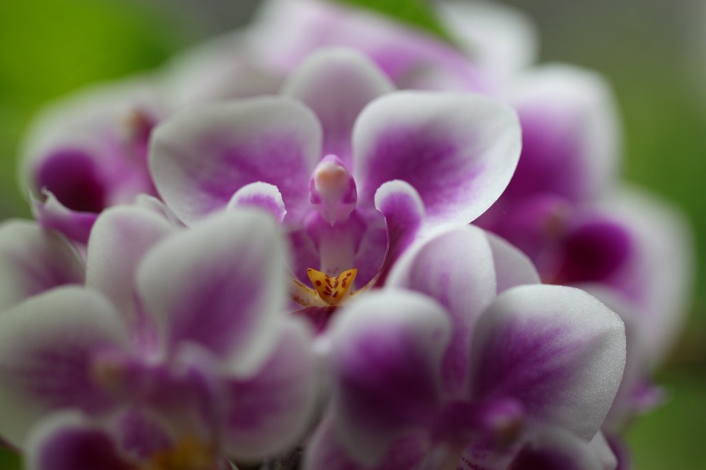 IMG_9440.JPG -  Orchid  ( Orchidee )