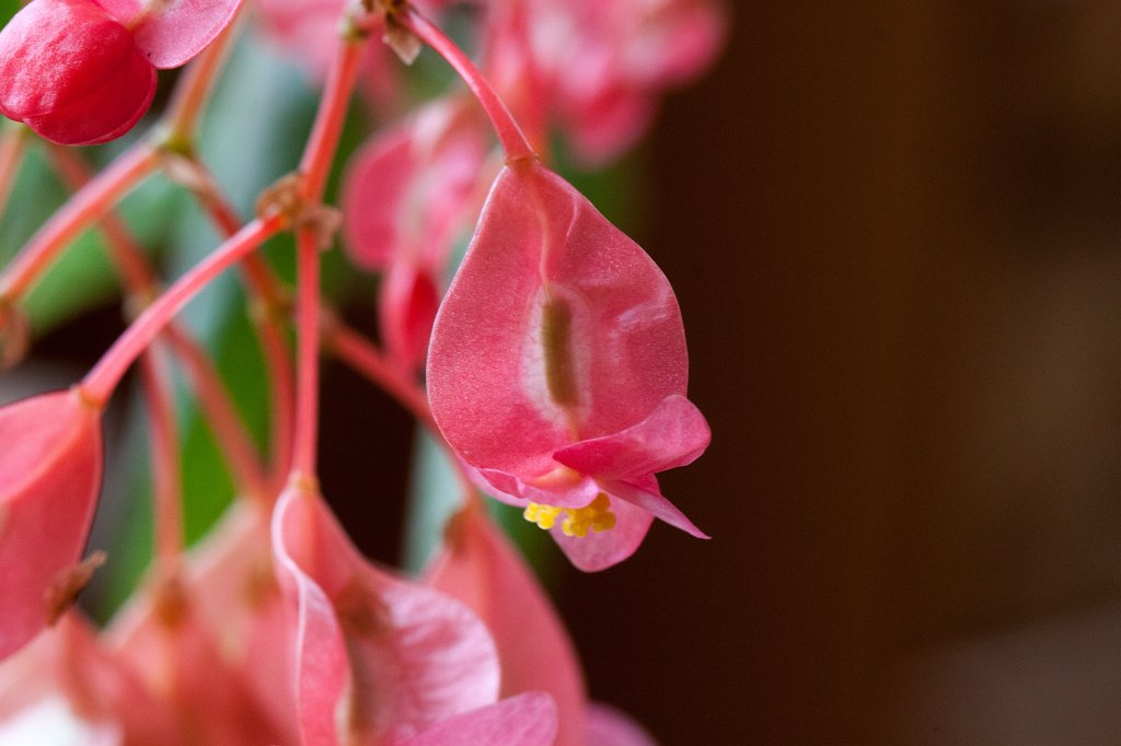 IMG_9516_c.jpg -  Begonia corallina 