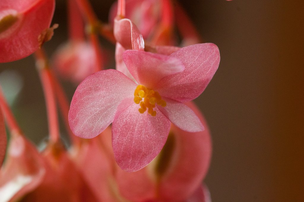 IMG_9517_c.jpg -  Begonia corallina 