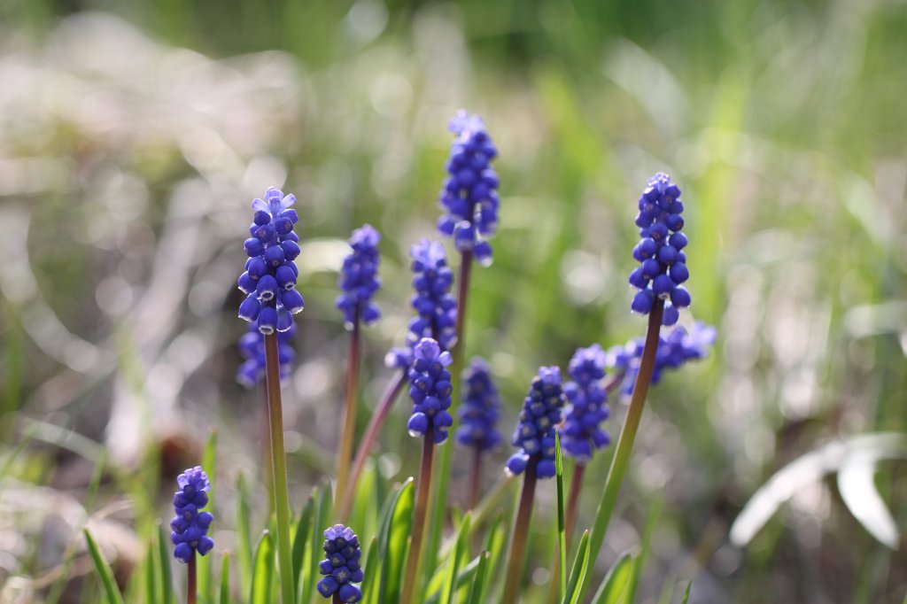 IMG_9538.JPG -  Grape hyacinth  ( Traubenhyazinthen )