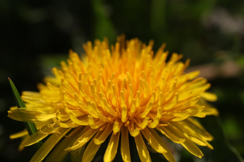 IMG_9588.JPG -  Dandelion  ( Löwenzahn )