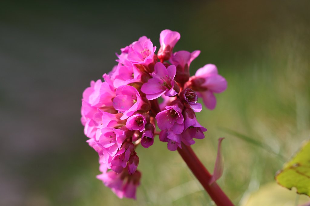 IMG_9595.JPG -  Bergenia  ( Bergenie )