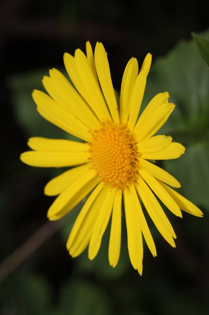 IMG_9598.JPG -  Doronicum orientale  ( Gämswurz )