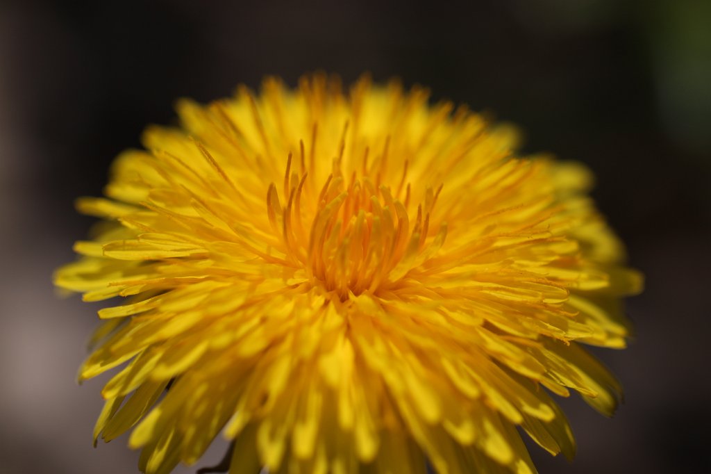 IMG_9619.JPG -  Dandelion  ( Löwenzahn )