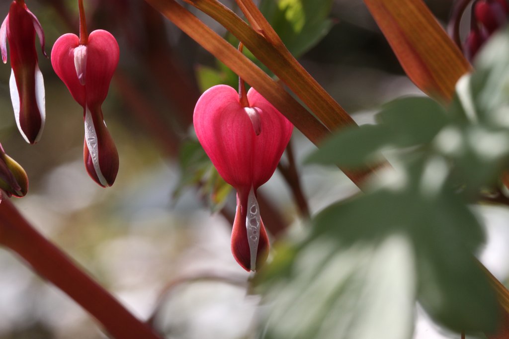 IMG_9641.JPG -  Bleeding heart  ( Tränendes Herz )