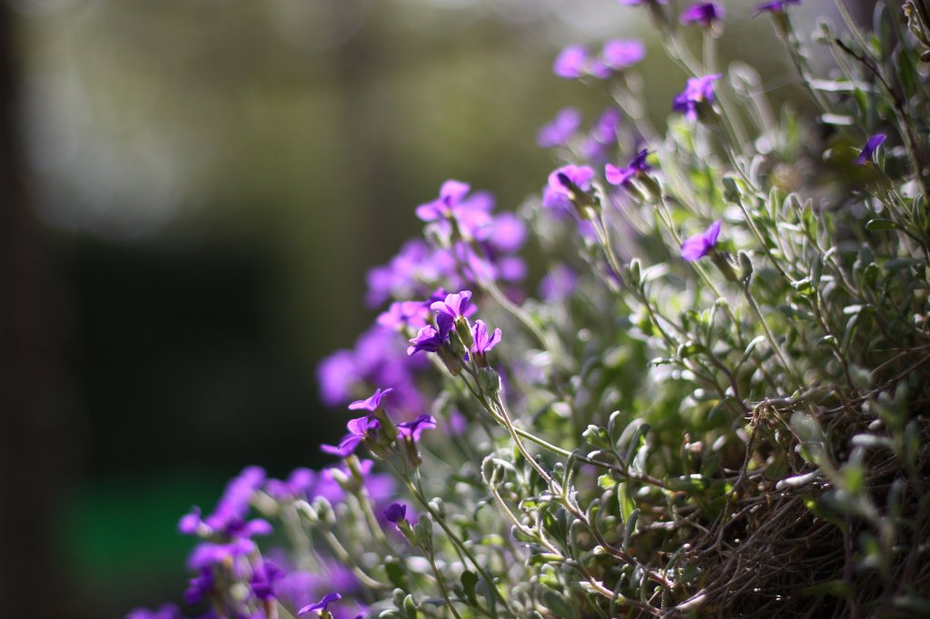 IMG_9644.JPG -  Aubrieta  ( Blaukissen )