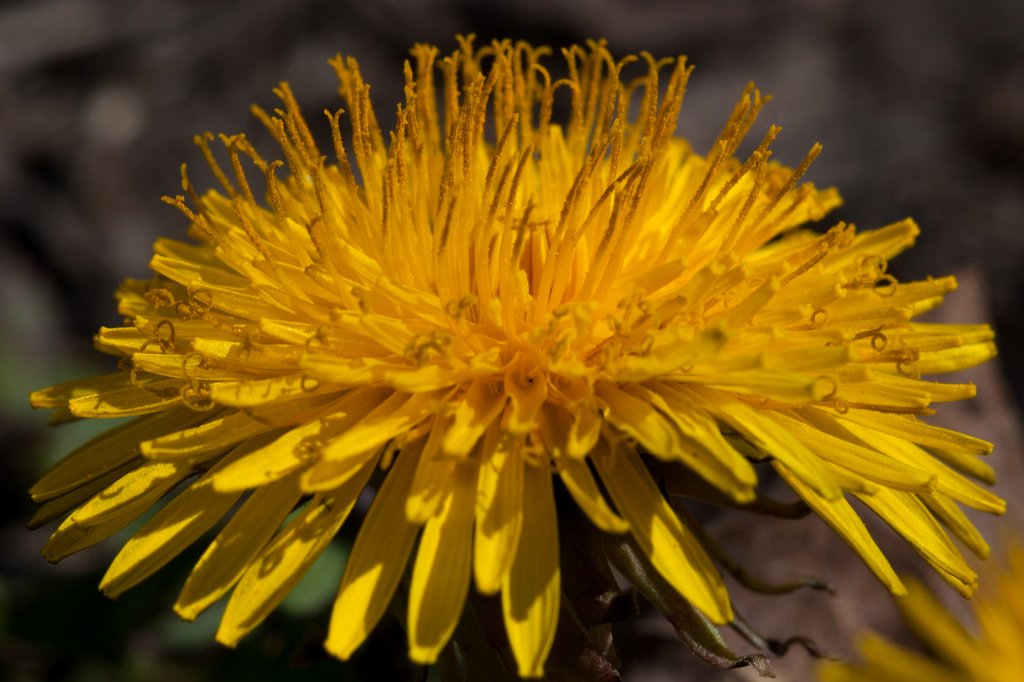 IMG_9655_c.jpg -  Dandelion  ( LÃ¶wenzahn )