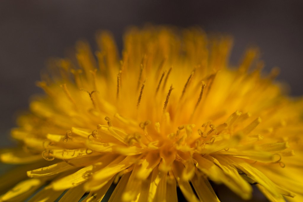 IMG_9657_c.jpg -  Dandelion  ( Löwenzahn )