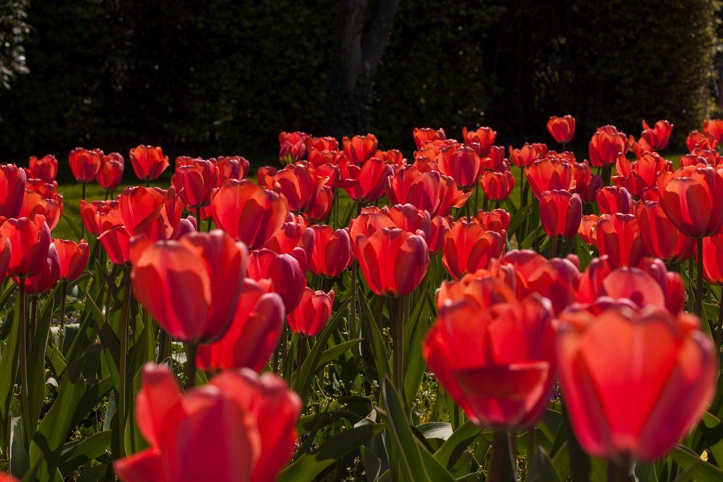 IMG_9667_c.jpg -  Tulip  field in the  Palmengarten 