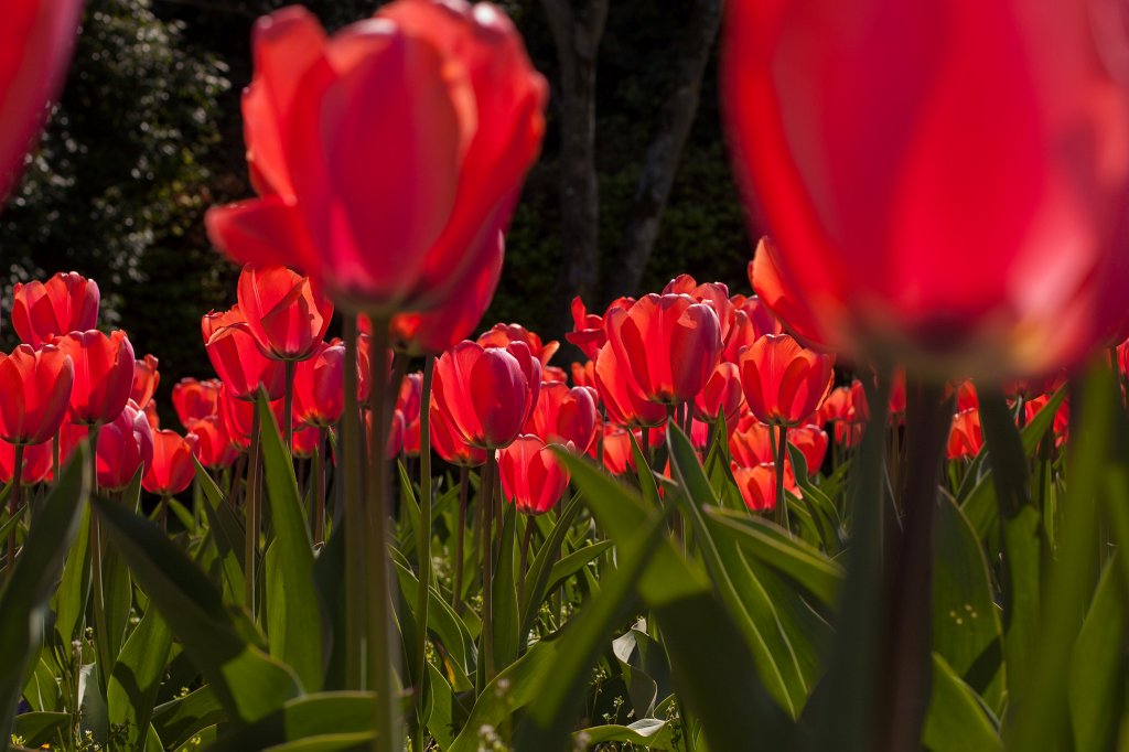 IMG_9668_c.jpg -  Tulip  field in the  Palmengarten 