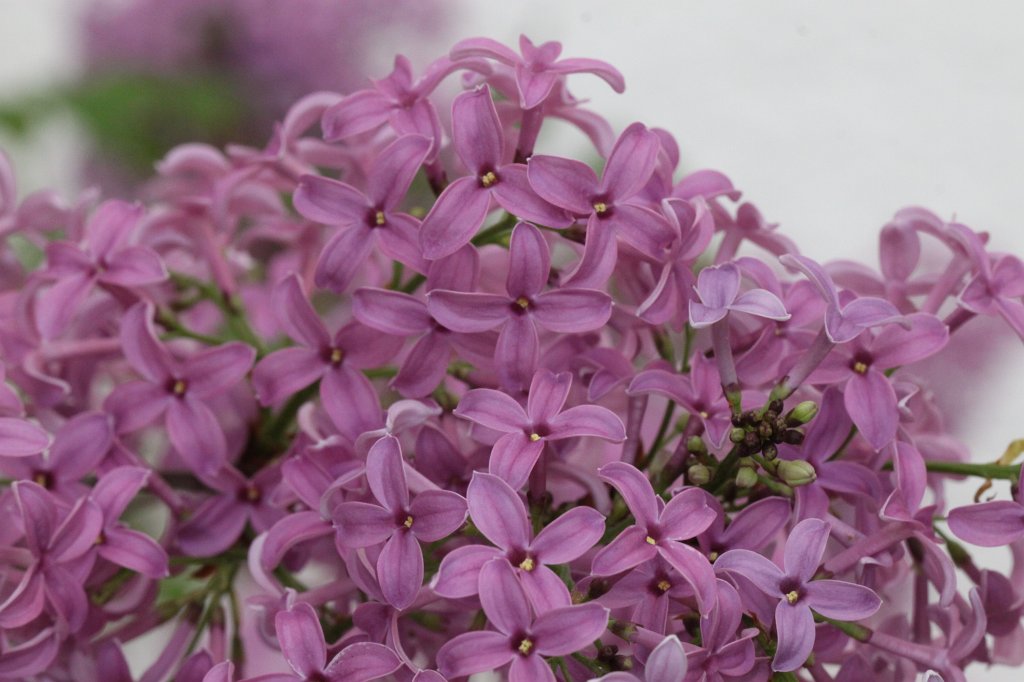 IMG_9722.JPG -  Lilac  ( Flieder )