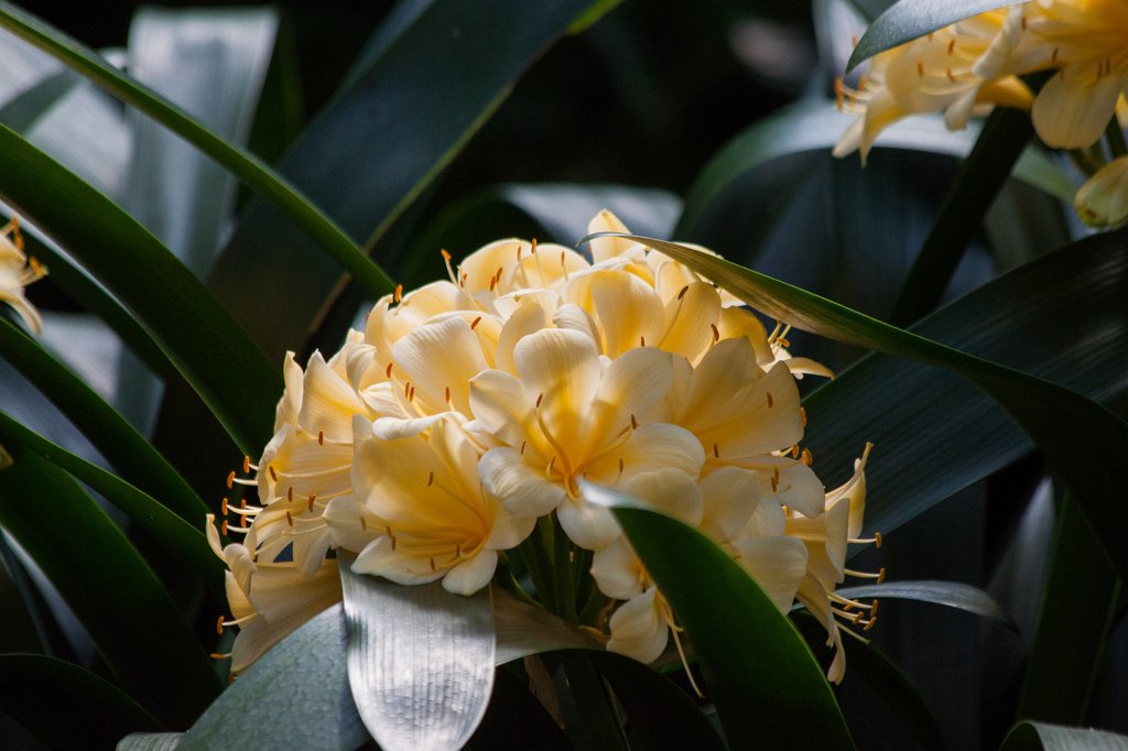 IMG_9730_c.jpg -  Clivia  ( Riemenblatt )