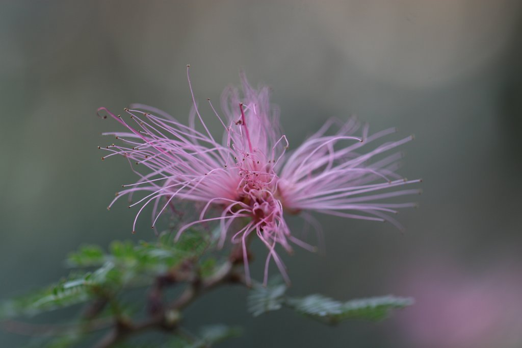 IMG_9747.JPG -  Fairy Duster 