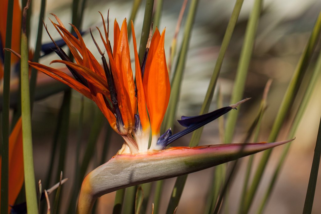 IMG_9749_c.jpg -  Strelitzia reginae  ( Paradiesvogelblume )