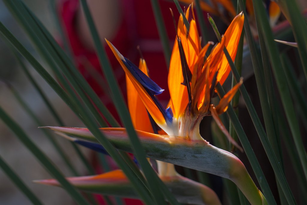IMG_9752_c.jpg -  Strelitzia reginae  ( Paradiesvogelblume )